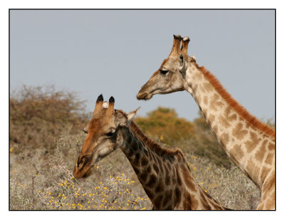 Dieren in Etosha (Namibie)