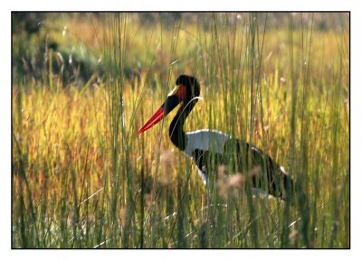 Dieren in de Delta.