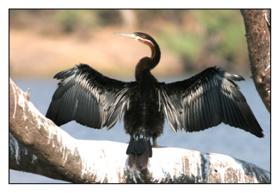 Dieren bij de Chobe rivier (Botswana)