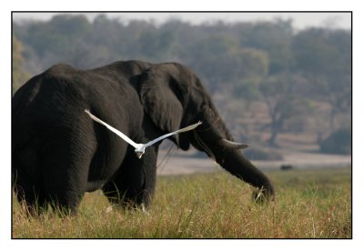 Dieren bij de Chobe rivier (Botswana)