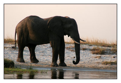 Dieren bij de Chobe rivier.(Botswana)