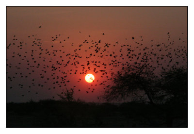 Opvliegende vogels.