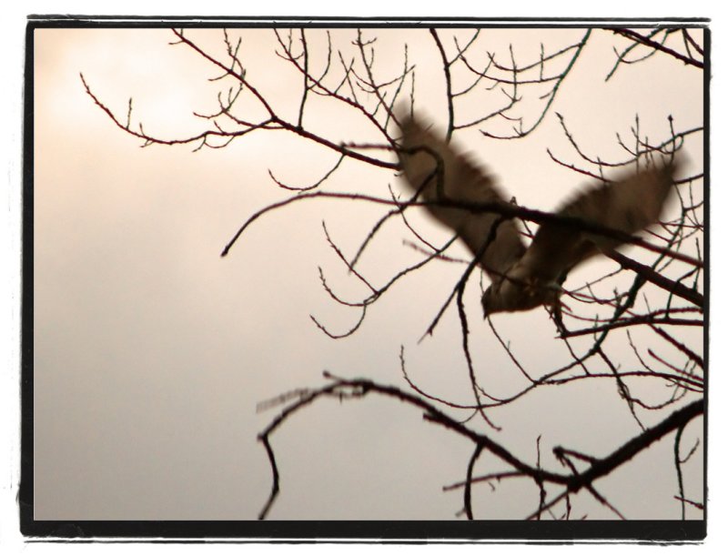 Baby Bald Eagle