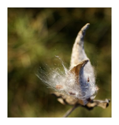 tendrils catch currents