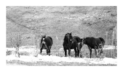 three horses approach