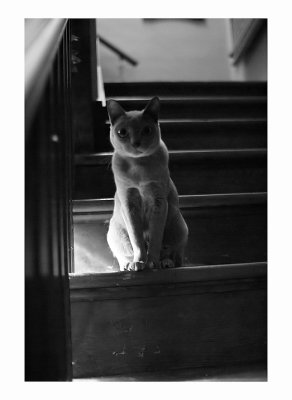 cat on stair