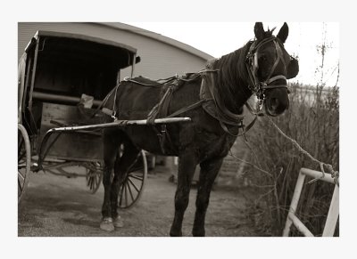 Amish work horse