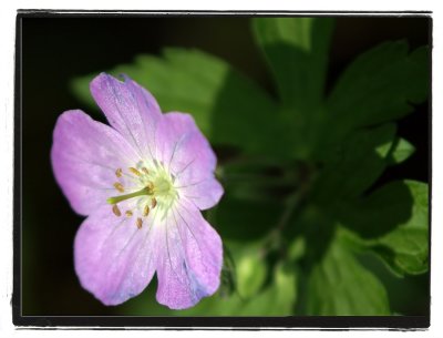 flower shadow