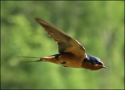 Contact with Swallow Mother