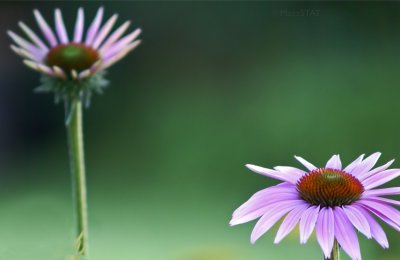 two phases of bloom