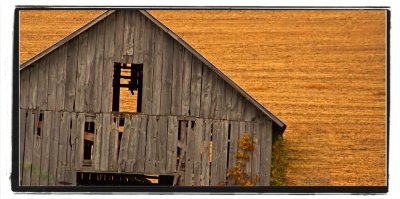 barn before amber field