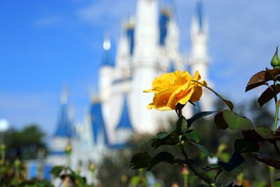 Rose and Castle