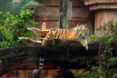 Lounging Tiger