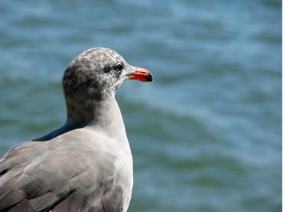 Sea Gull