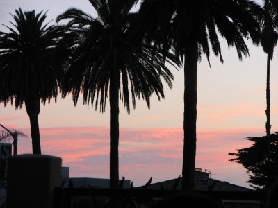 Sunset through the Palms