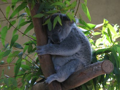 Napping Koala