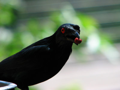 Red-Eyed Blackbird