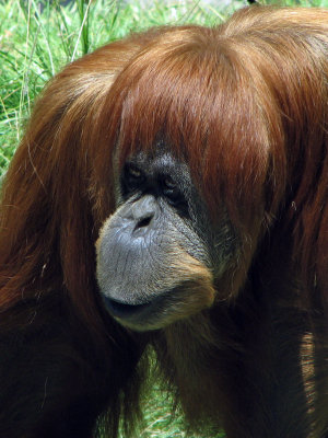 Adult Orangutan