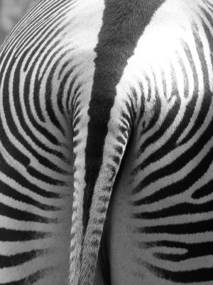 Zebra Tail
