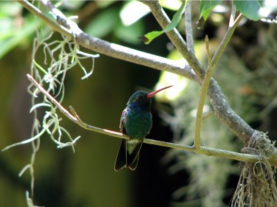 Hummingbird