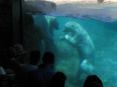 Underwater Polar Bears