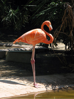 Lone Flamingo