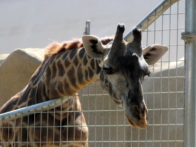 Giraffe