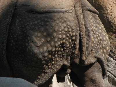 Rhino Rump