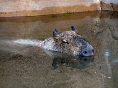 Capybera Reflection