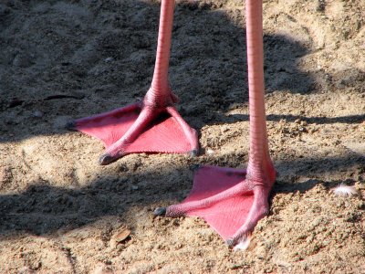 Flamingo Feet
