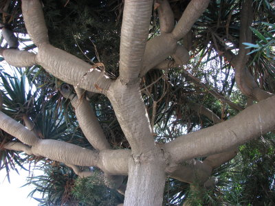 Interesting Tree