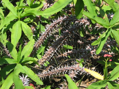 Serious Thorns