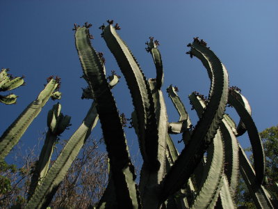 Tall Cactus