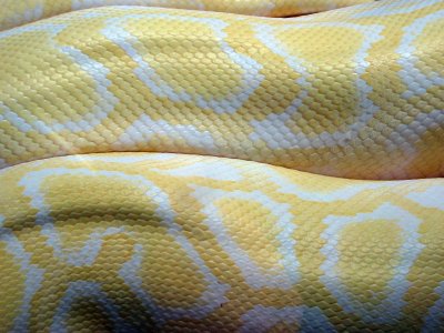 Yellow Snake Skin