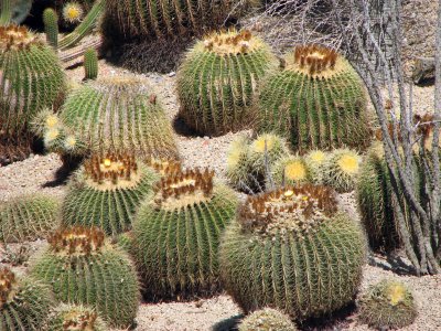 Cactus Garden