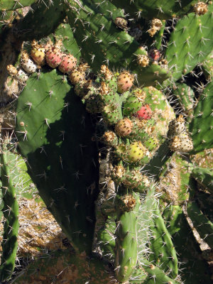 Cactus Fruit