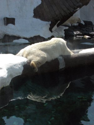 Lazing Polar Bears