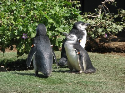 Basking Penguins