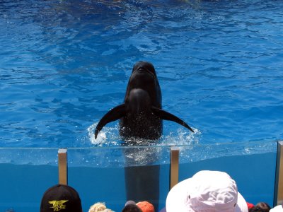 Pilot Whale Greeting