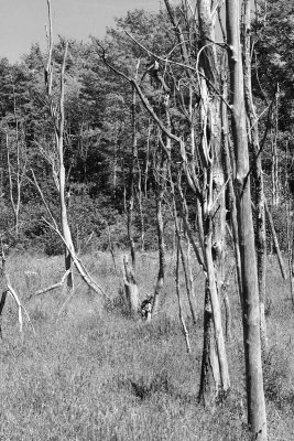 _MG_1949.jpg