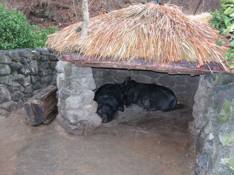 Jeju Pig