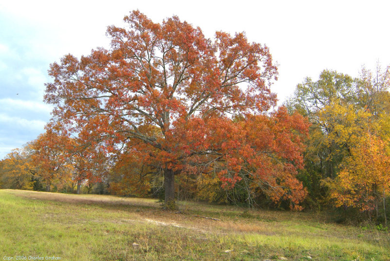 Red-Oak.jpg