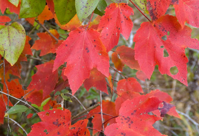 Red-Maple-1.jpg
