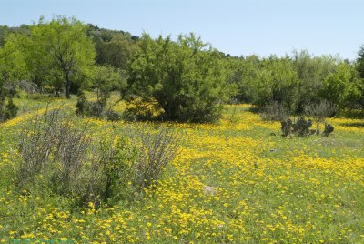 Yellow.jpg