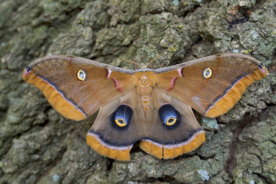 Moth.jpg