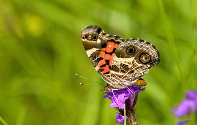 Butterfly2.jpg