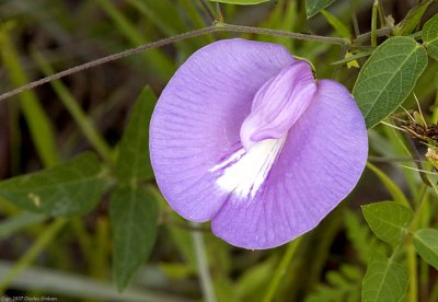 et_spring_07