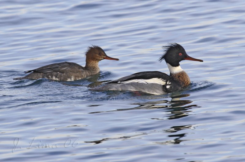 Red Breasted Merganser