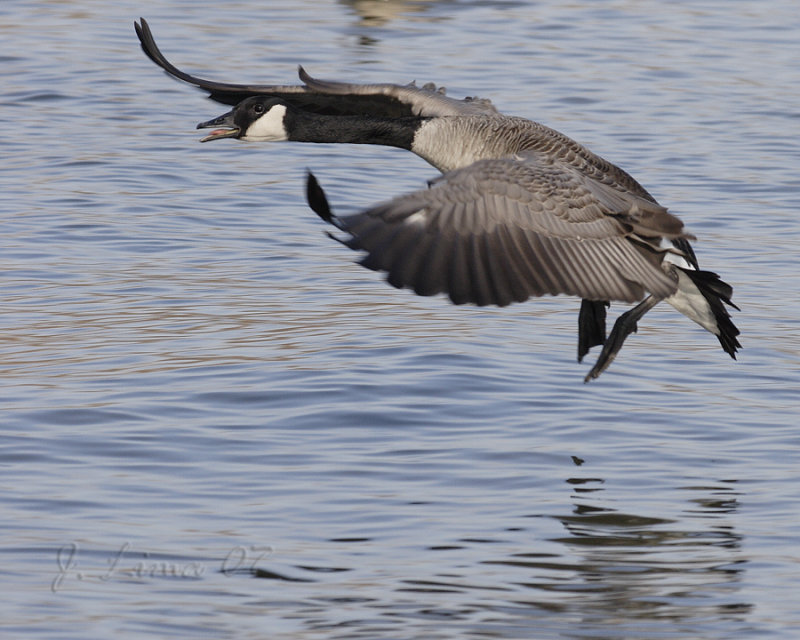 Canada Goose