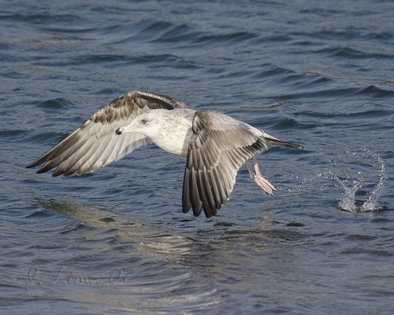 Ring-billed Gull Immature